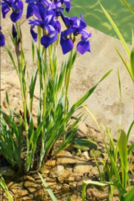 蚊の季節に備える 大切な仕事は…